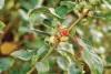 Ashwagandha is a medicinal plant and  a profitable crop for farmers