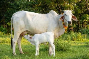 शास्त्रों के अनुसार ‘गौ’ सर्वदेवमयी और सर्व तिर्थमयी