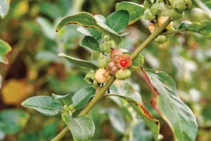 Ashwagandha is a medicinal plant and  a profitable crop for farmers